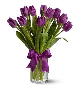 tulipanes morada