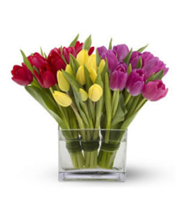 tulipanes2
