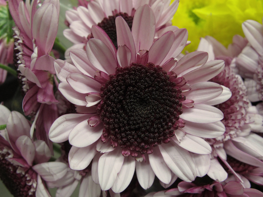 En este momento estás viendo ¡Díselo con flores!: Desciframos cuál es su significado. CRISANTEMO