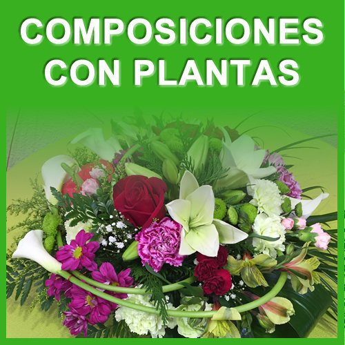 COMPOSICIONES DE PLANTAS